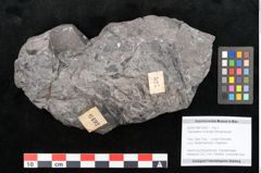 Foto (Objekt + Etikett) von Taeniopteris haidingeri Ettingshausen (NHMW-GEO-2024-0188-10492)